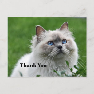Cute Gray Kitten Blue Eyes Photo Thank You Postcard