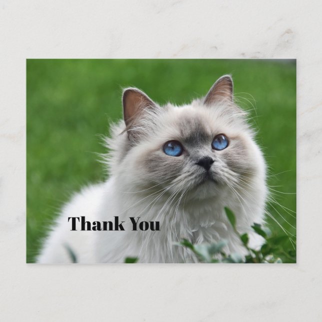 Cute Gray Kitten Blue Eyes Photo Thank You Postcard (Front)