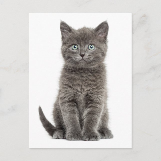 Cute Gray Kitten Hello Love Kitty Cat Postcard (Front)