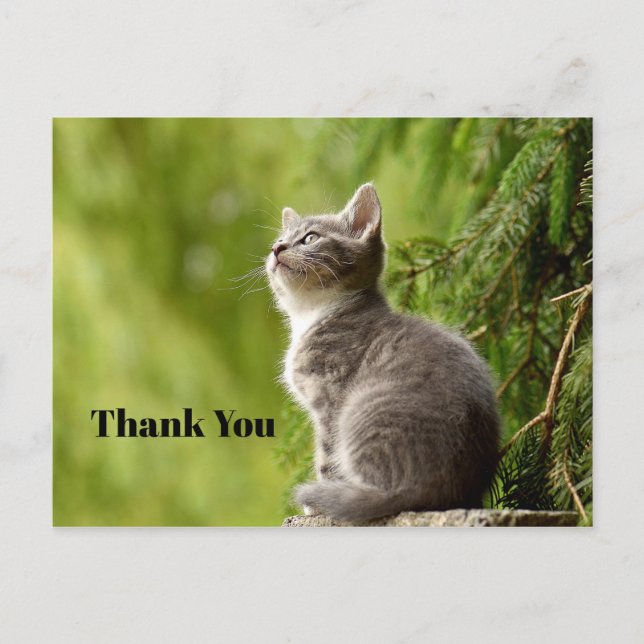 Cute Gray Kitten Looking Up Photo Thank You Postcard (Front)