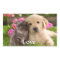Cute Gray Kitten Love Puppy Dog Golden Retriever 