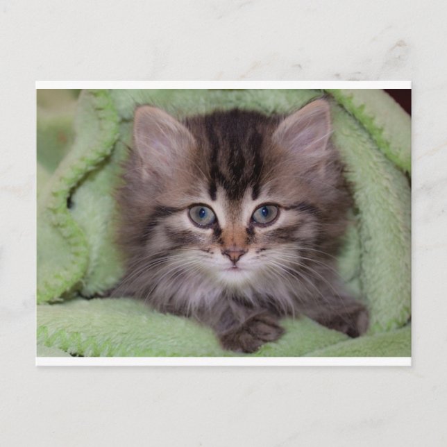 Cute Gray Kitten on Green Blanket Postcard (Front)