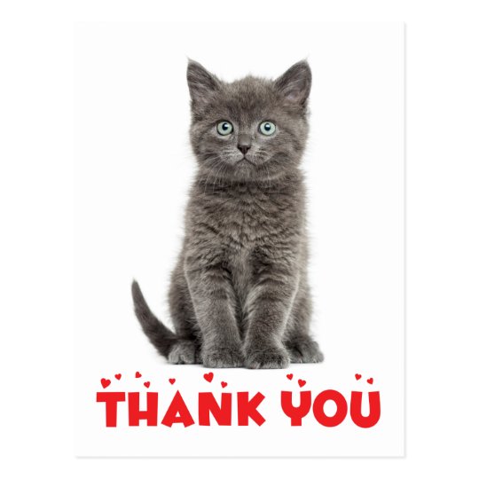 Cute Gray Kitten Thank You Cat Postcard