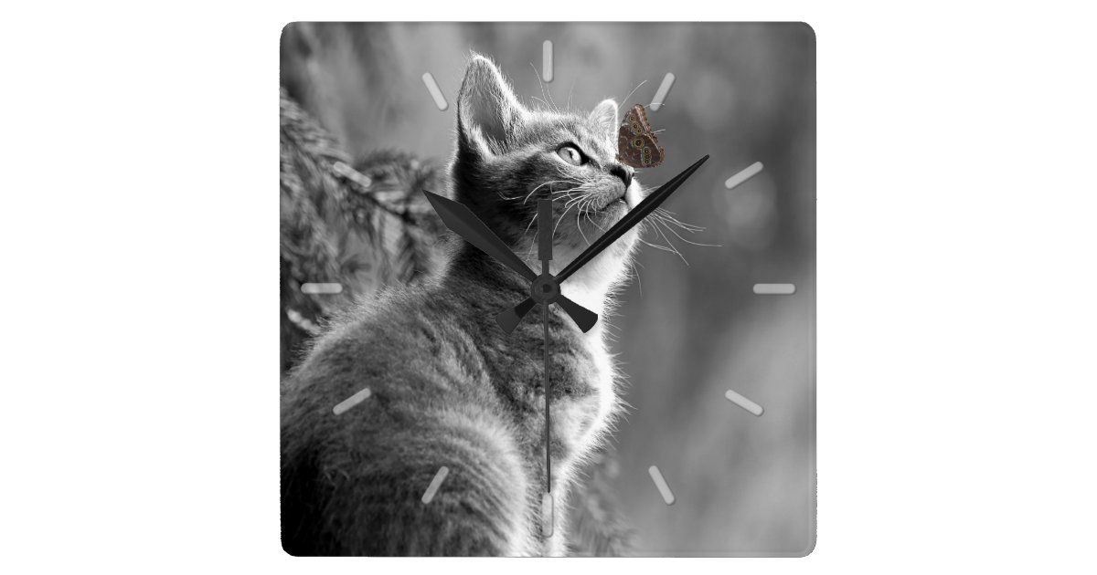 Cute Gray Kitten With Butterfly On Nose Square Wall Clock Zazzle