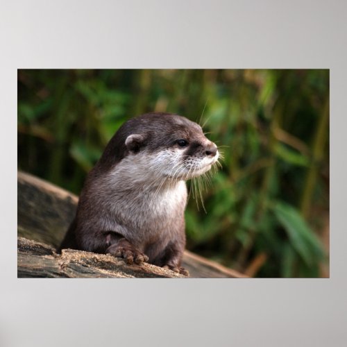 Cute gray otter poster