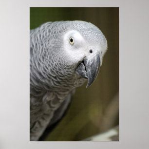 cute gray parrot poster