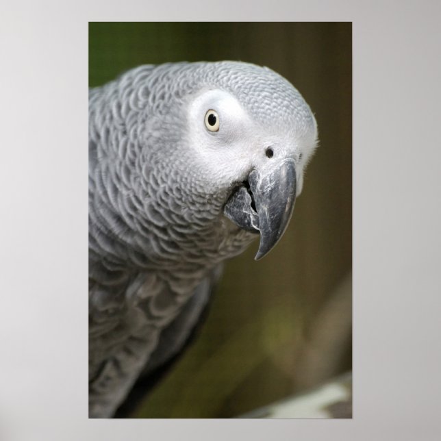cute gray parrot poster (Front)