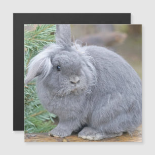 Cute gray rabbit    