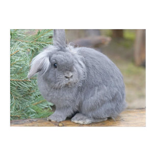 Cute gray rabbit acrylic print
