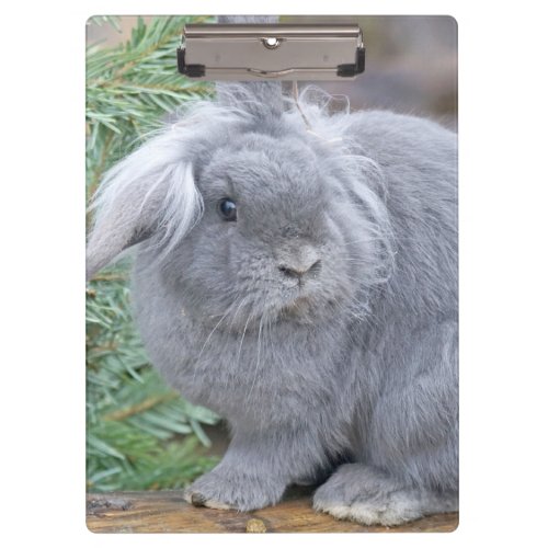 Cute gray rabbit  clipboard