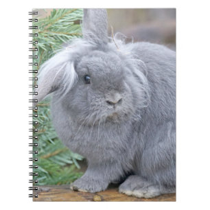 Cute gray rabbit   notebook