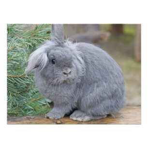 Cute gray rabbit poster