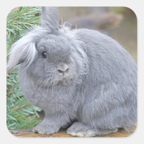 Cute gray rabbit  square sticker