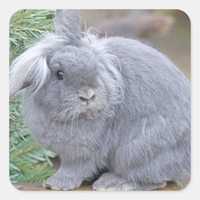 Cute gray rabbit  square sticker (Front)
