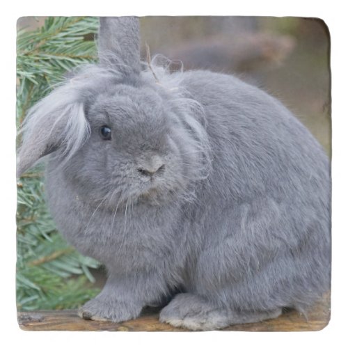 Cute gray rabbit  trivet
