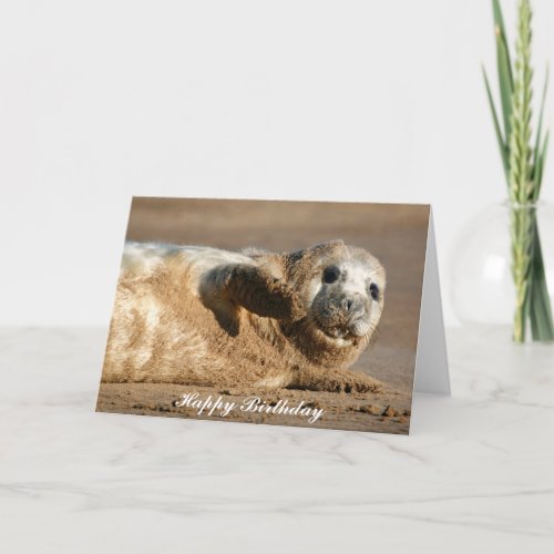 Cute Gray Seal Pup _ Happy Birthday Greeting Card