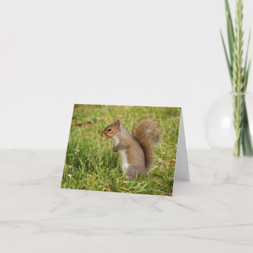 Cute Gray Squirrel Blank Notecards