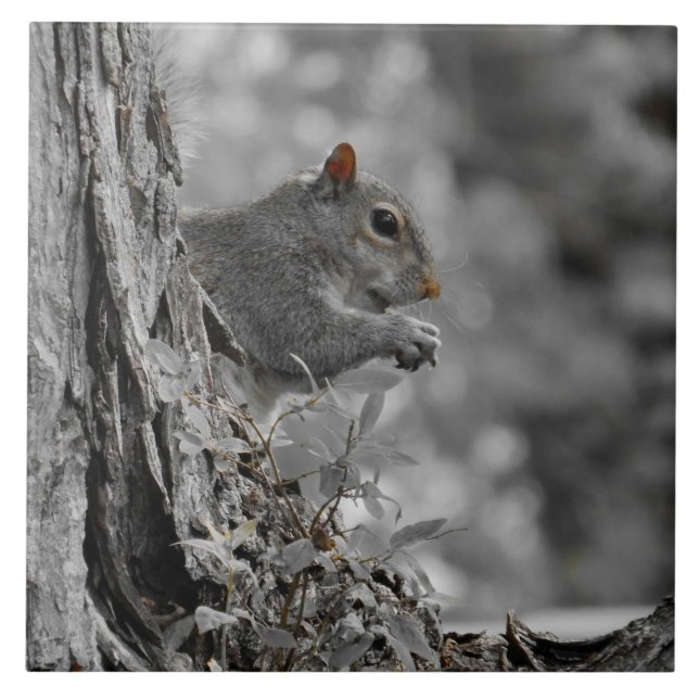 Cute Gray Squirrel Ceramic Tile (Front)