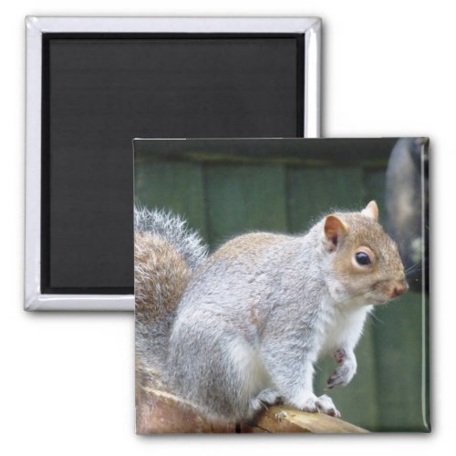 Cute Gray Squirrel Magnet