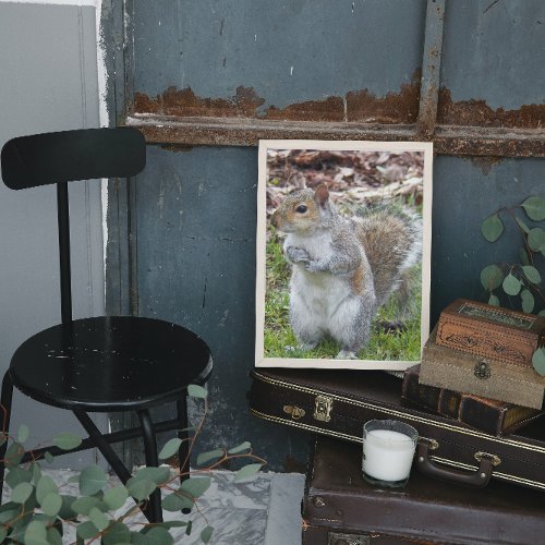 Cute Gray Squirrel Photographic Nature Poster
