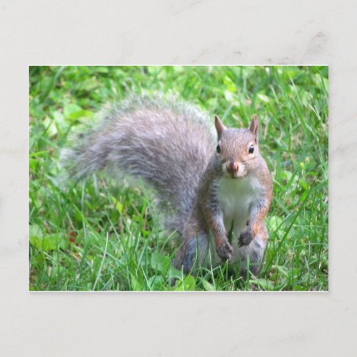 Cute Gray Squirrel Postcard