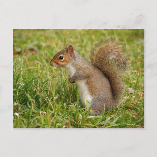 Cute Gray Squirrel Postcard