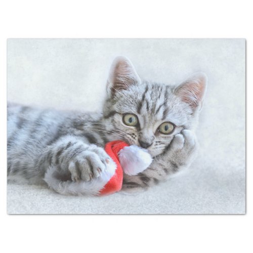 Cute Gray Tabby Cat w Christmas Hat Xmas Tissue Paper