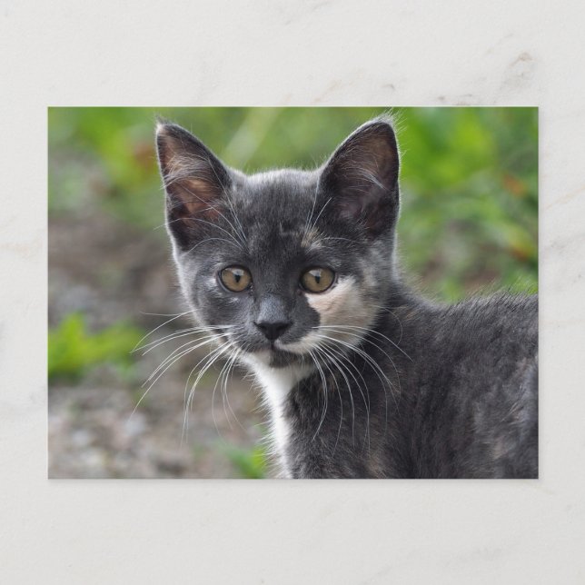 Cute Gray Tortoiseshell Cat Photo Postcard (Front)