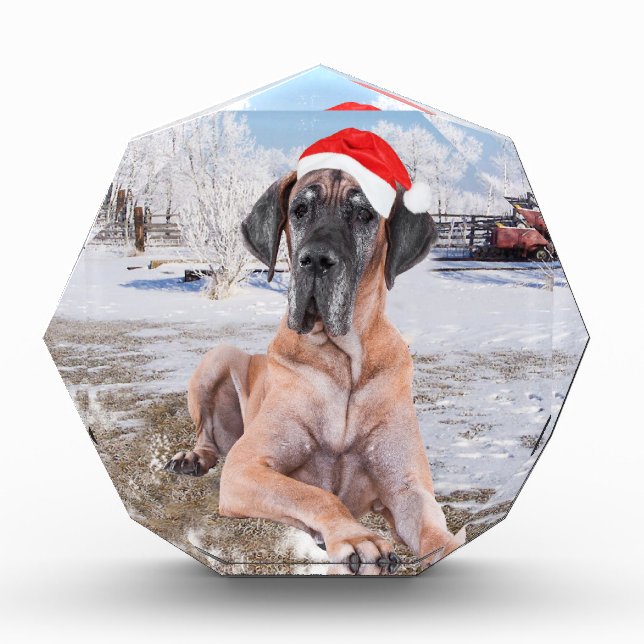 Cute Great Dane Dog Sitting In Snow Christmas Hat Acrylic Award (Front)