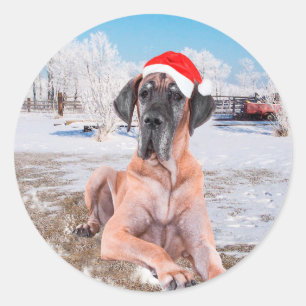 Cute Great Dane Dog Sitting In Snow Christmas Hat Classic Round Sticker