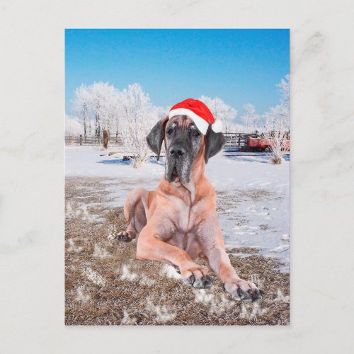 Cute Great Dane Dog Sitting In Snow Christmas Hat Holiday Postcard
