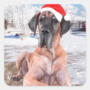 Cute Great Dane Dog Sitting In Snow Christmas Hat Square Sticker