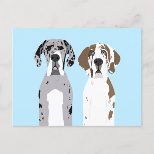 Cute Great Dane Dogs Blue Postcard