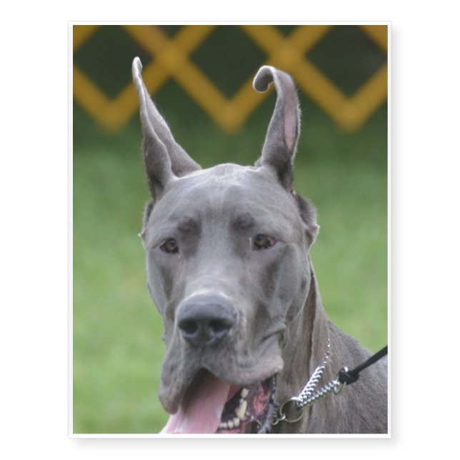 Cute Great Dane Temporary Tattoos (Front)