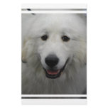 Cute Great White Pyrenees