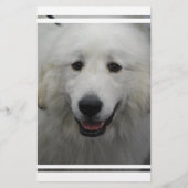 Cute Great White Pyrenees (Front)