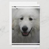 Cute Great White Pyrenees (Front/Back)