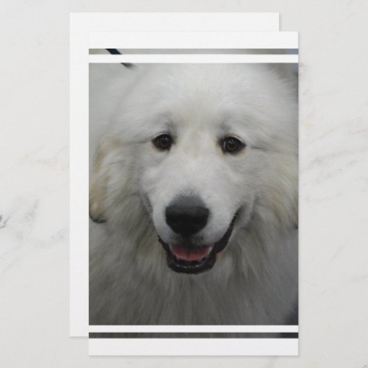 Cute Great White Pyrenees (Front/Back)