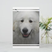 Cute Great White Pyrenees (Standing Front)