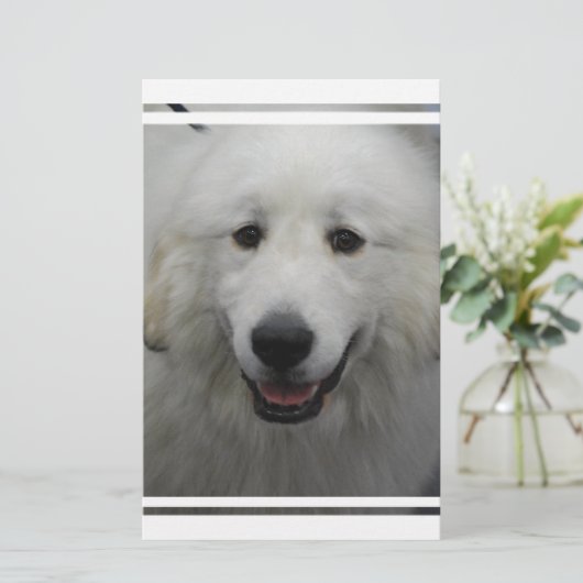 Cute Great White Pyrenees (Standing Front)