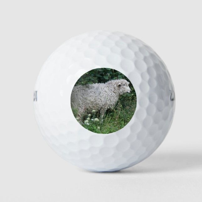 Cute Greedy Sheep Eating Golf Ball (Front)