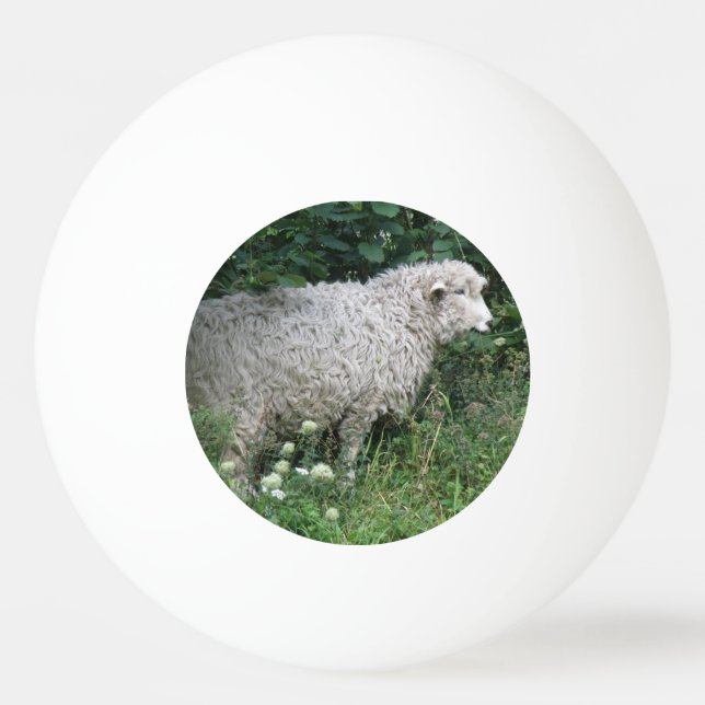 Cute Greedy Sheep Eating Ping Pong Ball (Front)