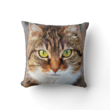 Cute green and yellow eyes cat face
