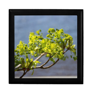 Cute green branch in the wind gift box