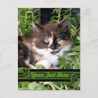 Cute Green Eyed Cat Postcard