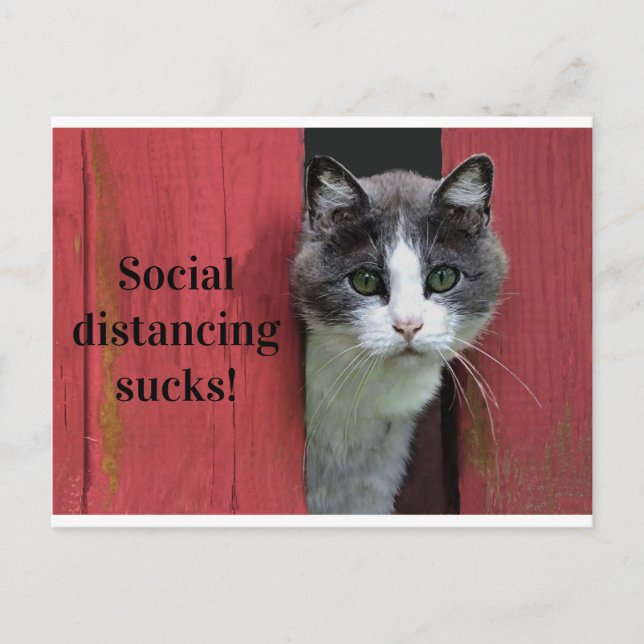 Cute Green Eyed Cat, Social Distancing Sucks Postcard (Front)