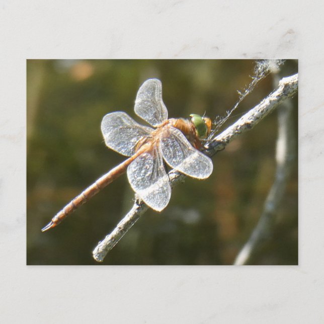Cute Green Eyed Hawker Dragonfly DIY Postcard (Front)