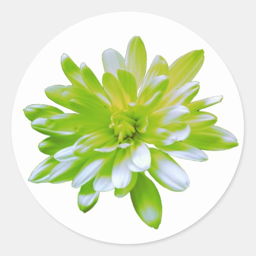 Cute green floral green flower green daisy classic round sticker