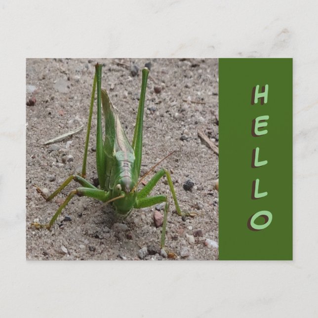 Cute Green Grasshopper Close up HELLO Postcard (Front)