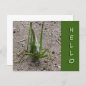 Cute Green Grasshopper Close up HELLO Postcard (Front/Back)